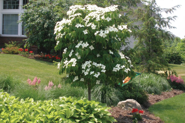 flowering-tree-image-outdoor-creations
